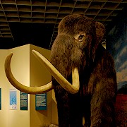 Manni - Das Mammut im Naturkundemuseum